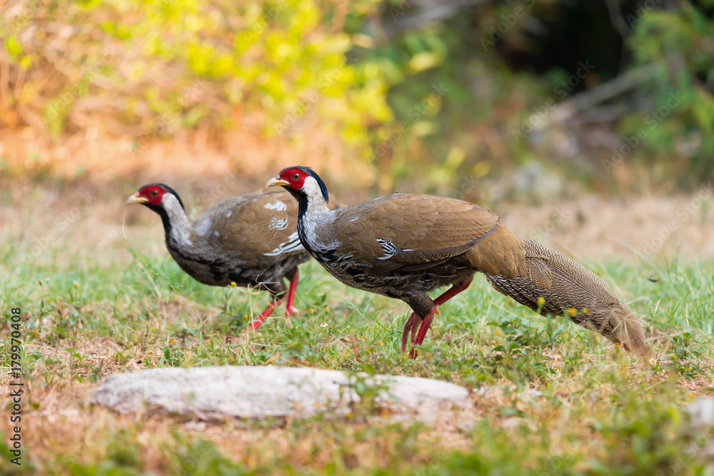 Fototapeta premium Pheasant birds.Beautiful pair of silver pheasant female in mature feathers walking on glasses at sunrise in highland forest, side view..
