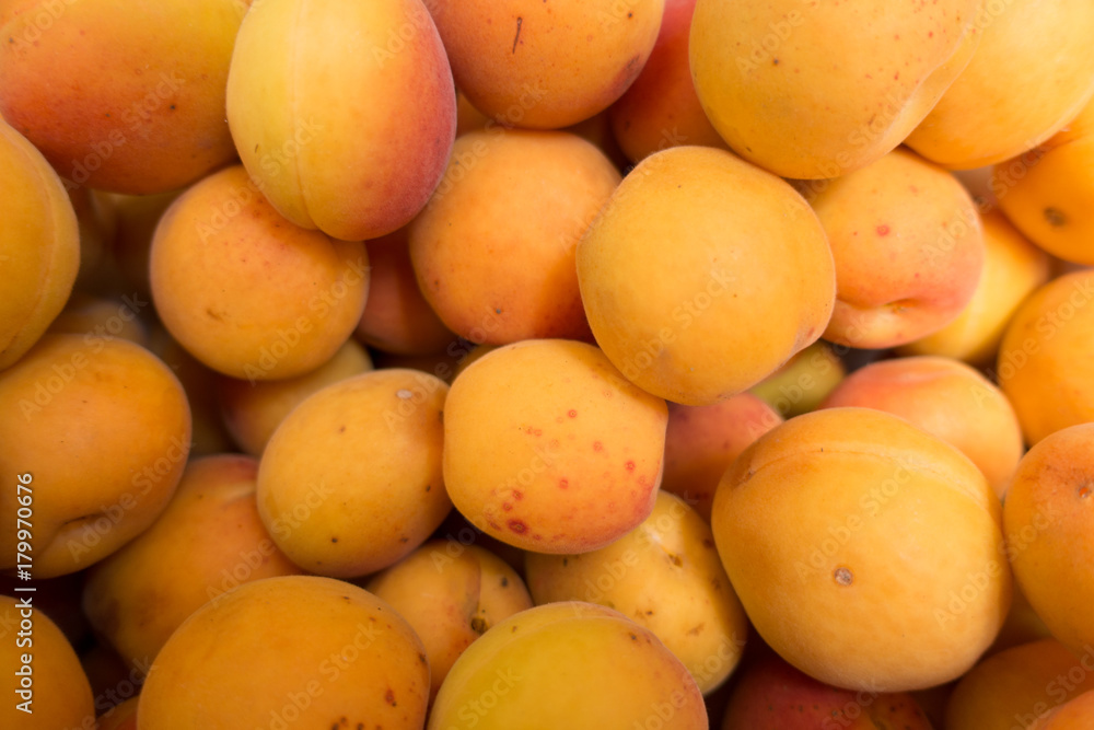 Lots of ripe orange apricots in summer Lots of ripe orange apricots in summer