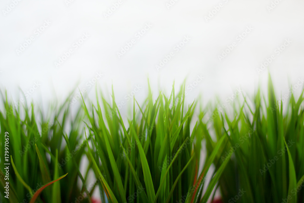 Obraz premium Decorative grass of home interior. Green wheat background.