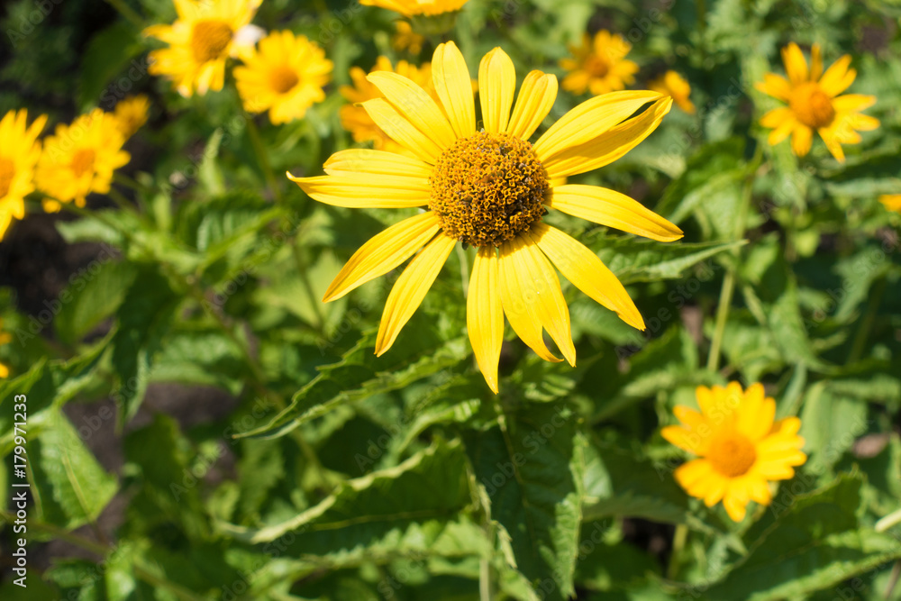 Yellow ray florets and brownish disc florets of false sunflower Yellow ray florets and brownish disc florets of false sunflower