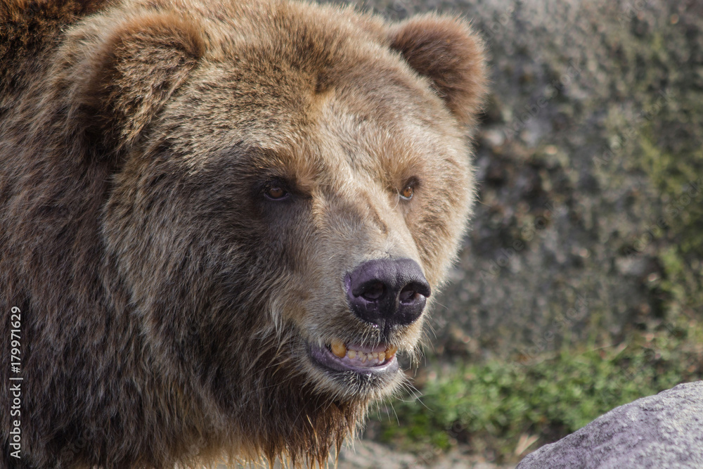 Portrait of a brown bear
