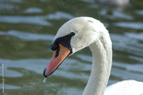 A white swan close-up on the background of the water