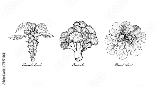 Hand Drawn of Brussels, Sprouts Broccoli and Broccoli
