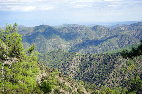 Pine tree and Troodoa