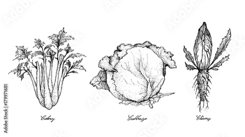 Hand Drawn of Celery, Cabbage and Chicory photo