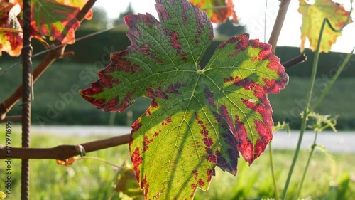 Pampini in autunno nelle Langhe del Piemonte photo