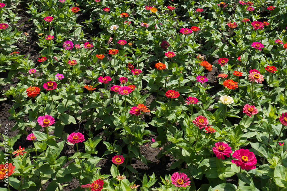 Fototapeta premium Flowerbed with colorful flowers of common zinnia