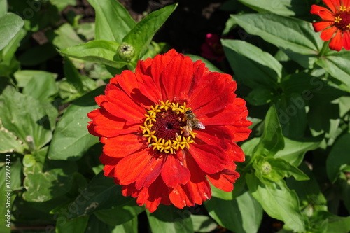 Honey bee pollinating red flower of zinnia