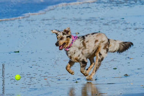 Dog on Beach