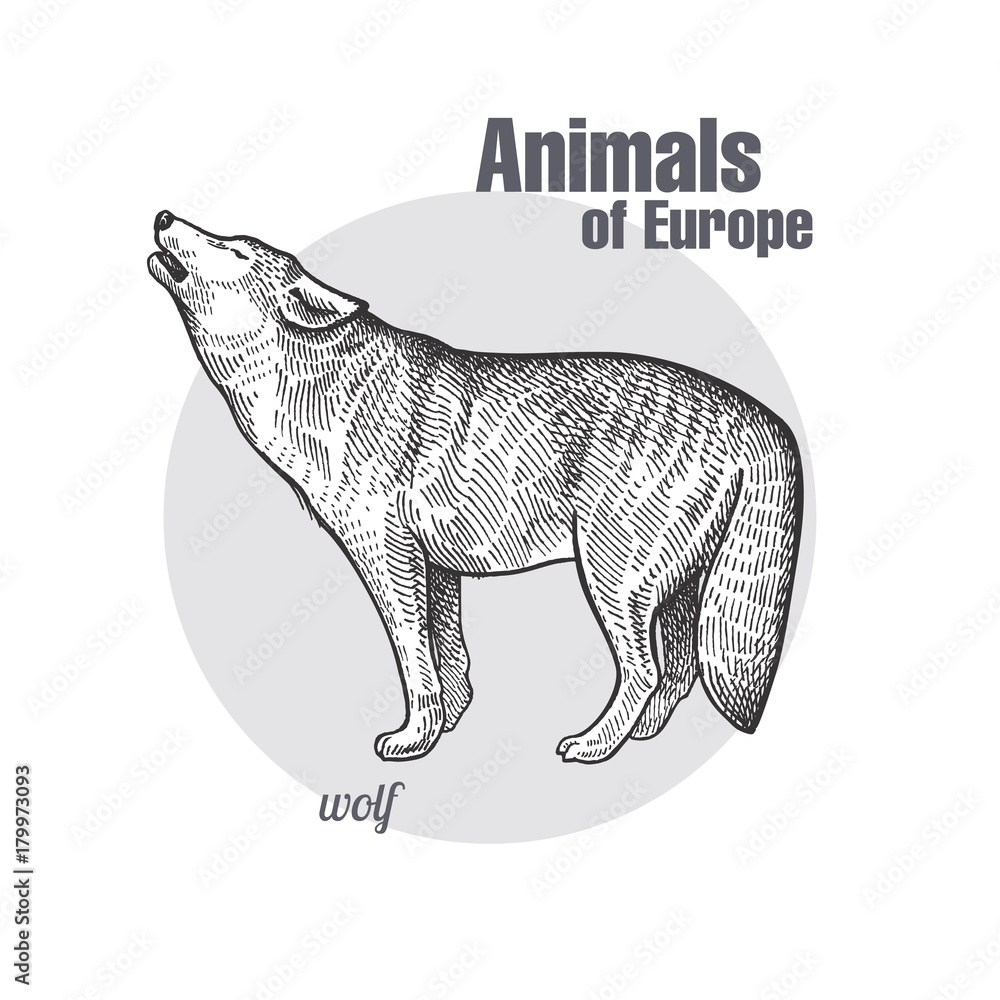 Obraz premium Vintage grawerowanie zwierzęcego wilka.