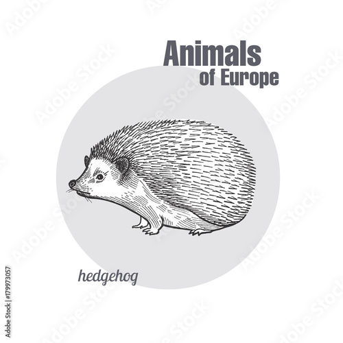 Vintage engraving of animal Hedgehog.