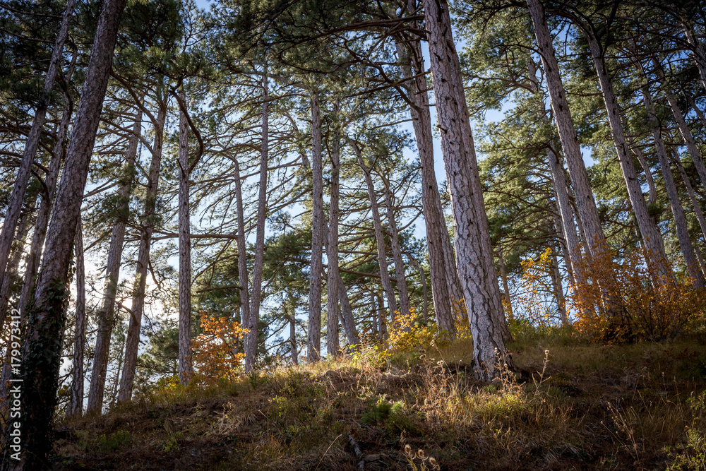 Obraz premium autumn