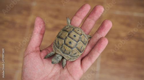 Baby turtle in a human hand, close-up