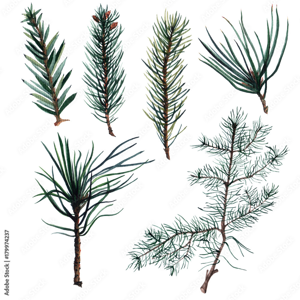 Set of Watercolor Christmas tree branches. Set of Watercolor Christmas tree branches.