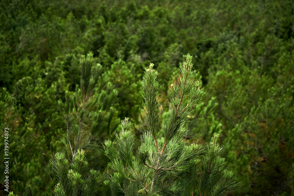 Top view of the top of a spruce tree with blurred coniferous forest background Top view of the top of a spruce tree with blurred coniferous forest background