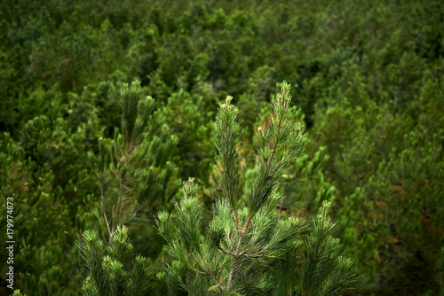 Top view of the top of a spruce tree with blurred coniferous forest  background © Gecko Studio
