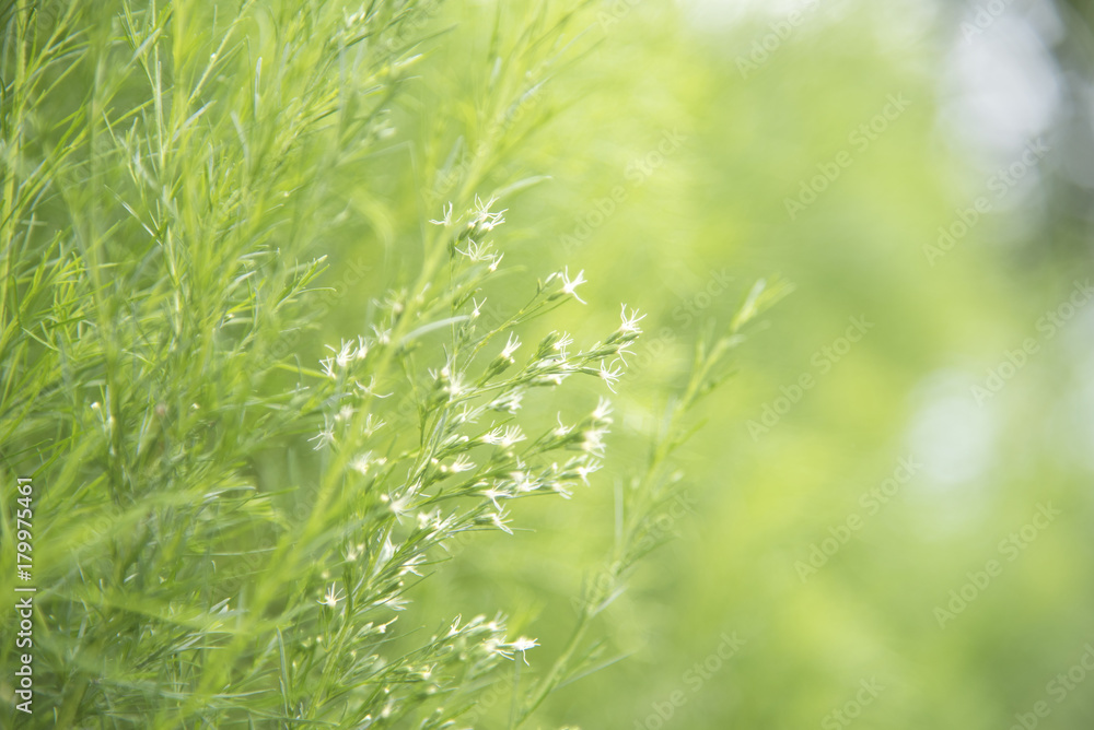 Closeup nature view of grass on blurred background Closeup nature view of grass on blurred background