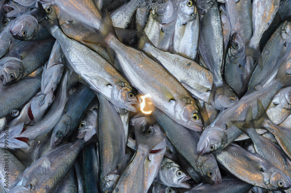 Obraz premium Frische Fische auf dem Markt
