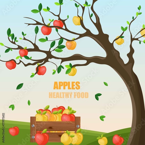 Apple Fruits in a basket autumn harvest. Seasonal templates vector