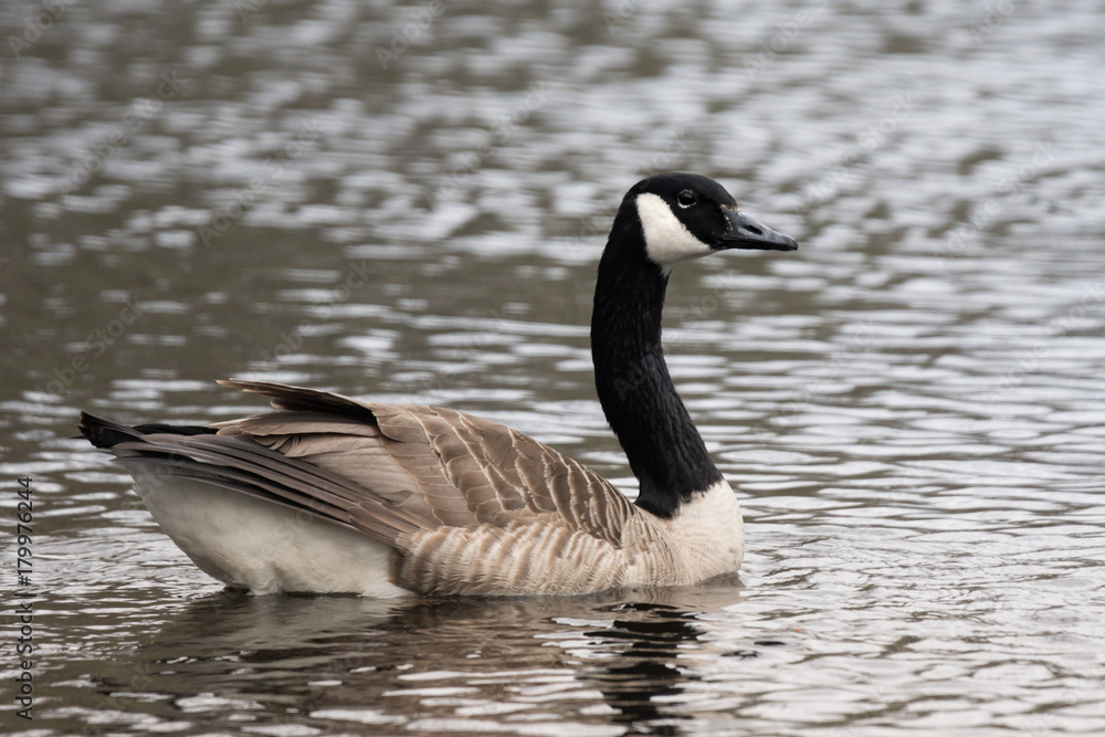 Male Canadian goose swimming in a lake Male Canadian goose swimming in a lake
