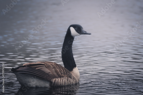 Male canadian goose swimming in the morning fog
