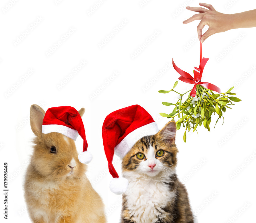Obraz premium cute little long haired maine cat and rabbit with santa cap
