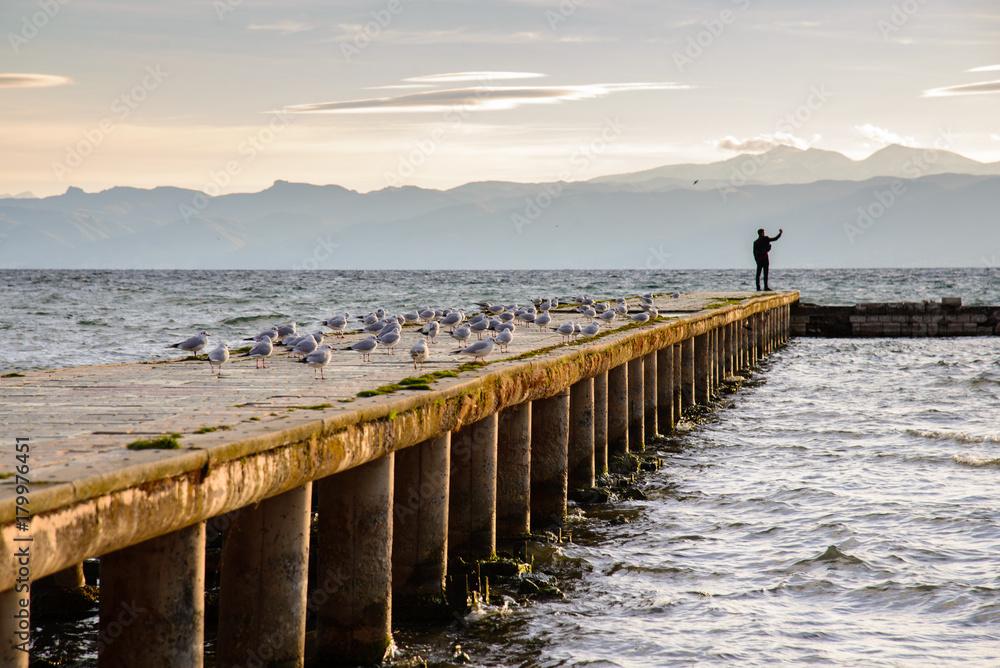 Silhouette of a man who take a selfie on the dock full of seagulls Silhouette of a man who take a selfie on the dock full of seagulls