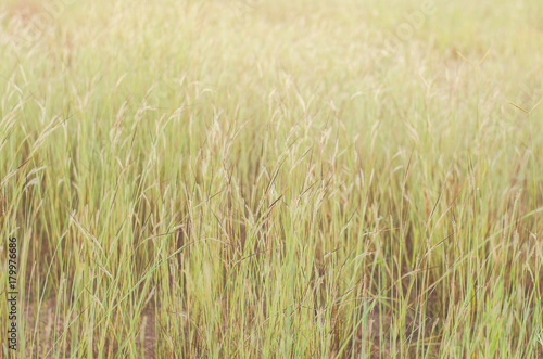 Wild field of grass on sunset, soft sun rays, warm © saksri kongkla