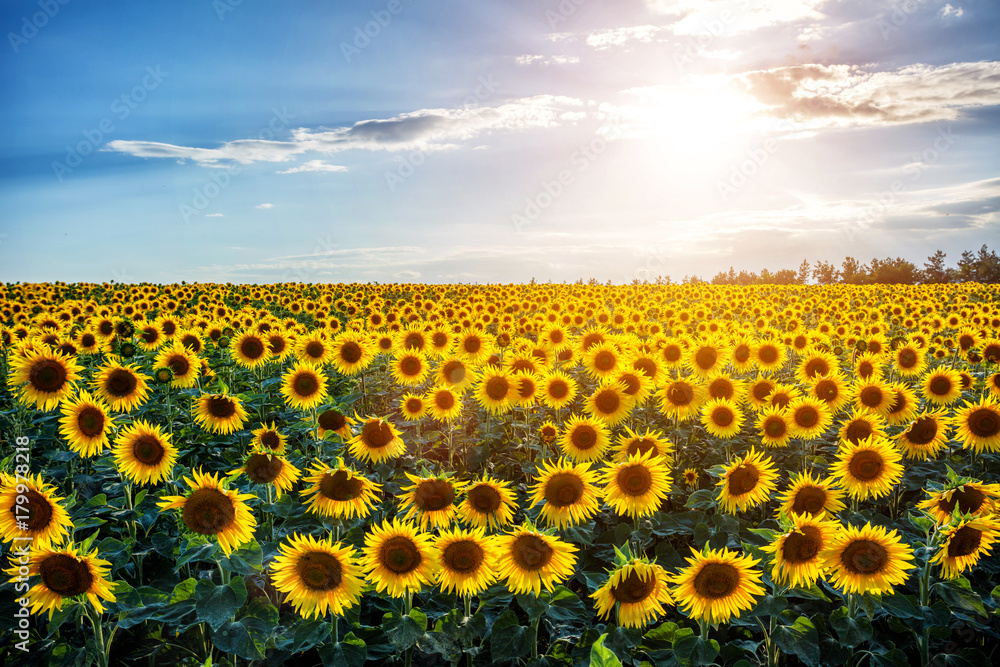 Obraz premium Field of blooming sunflowers