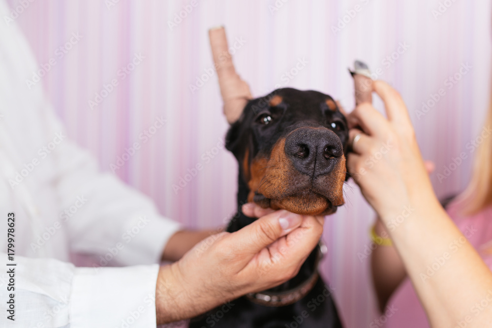 Young purebred doberman puppy getting veterinary treatment because of cropped ears. Dog cropping. Young purebred doberman puppy getting veterinary treatment because of cropped ears. Dog cropping.