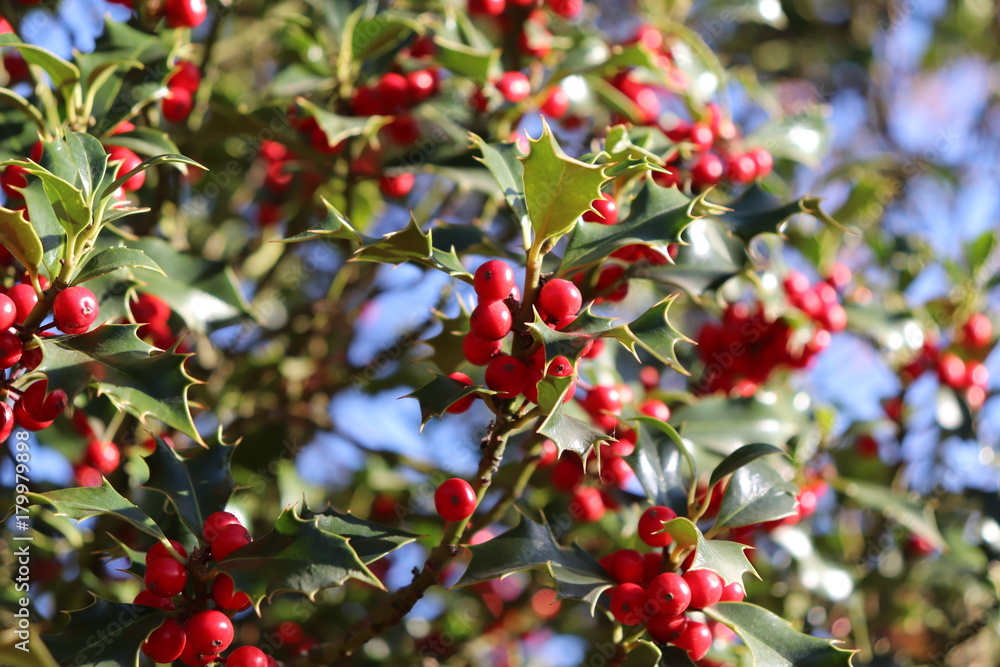 Ilex, or holly, It is a genus of small, evergreen trees with smooth, glabrous, or pubescent branchlets. The plants are generally slow-growing