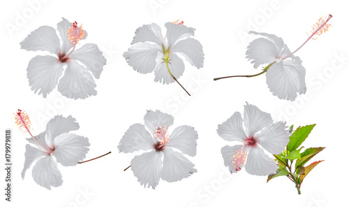 set of white hibiscus or chaba flower isolated on white background photo