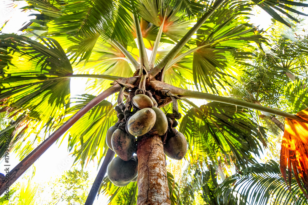 Naklejka premium cocotier de mer