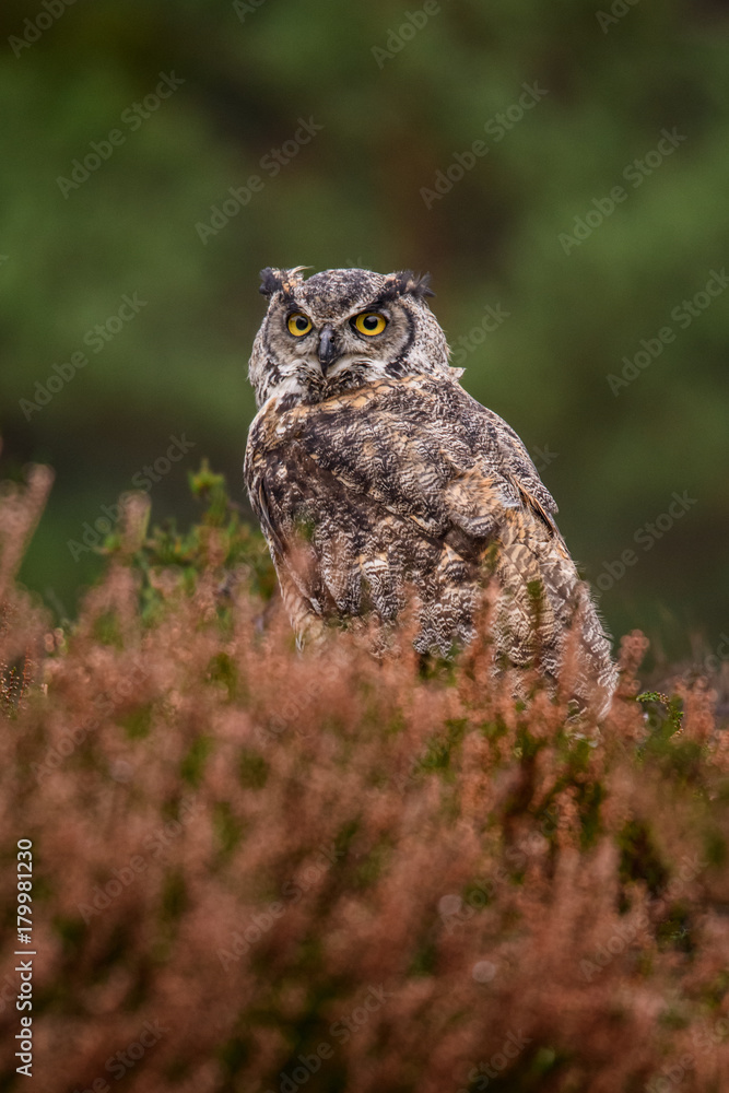 Owl hidden in the woods. A wild scene from the natural environment Owl hidden in the woods. A wild scene from the natural environment