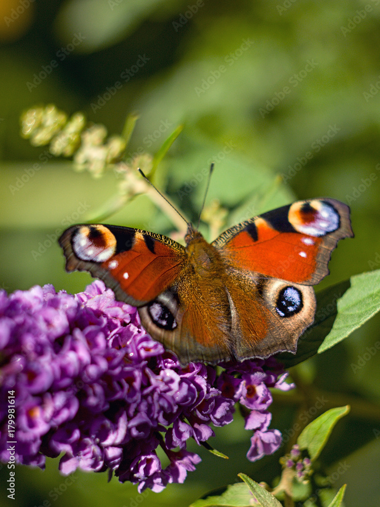 Butterfly bush and beautiful butterfly Butterfly bush and beautiful butterfly