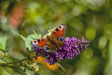 Butterfly bush and beautiful butterfly