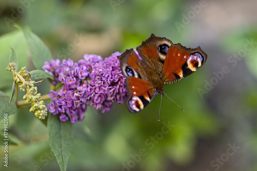 Butterfly bush and beautiful butterfly