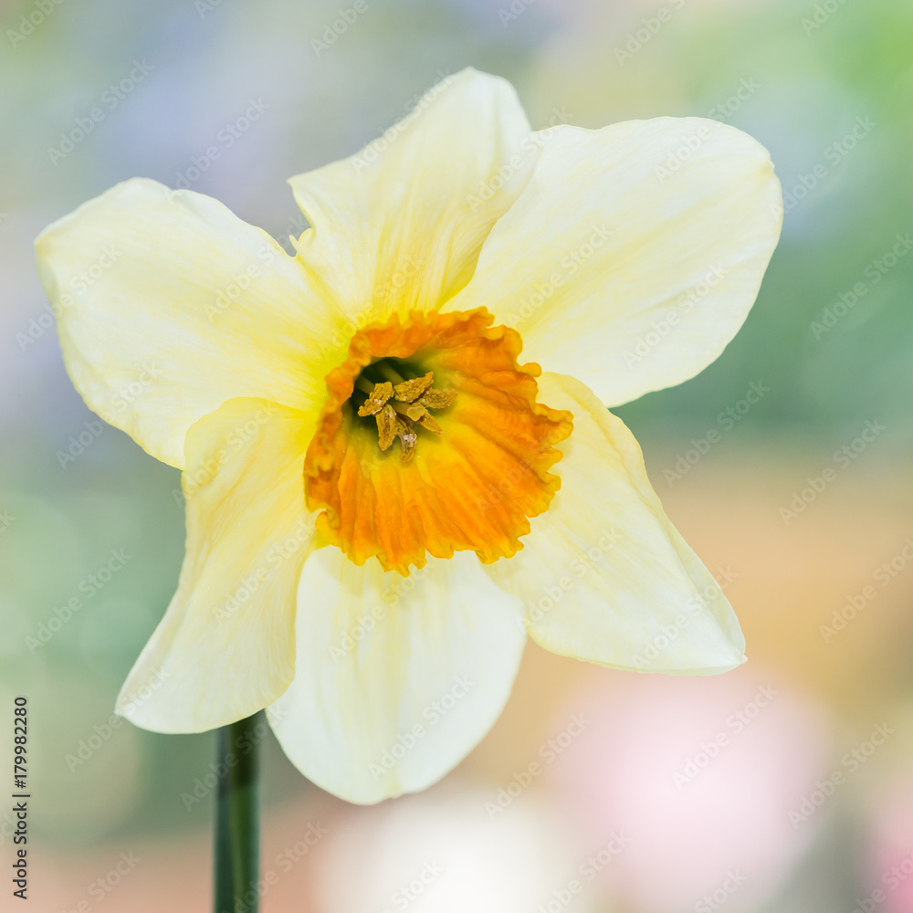 Fototapeta premium Daffodil