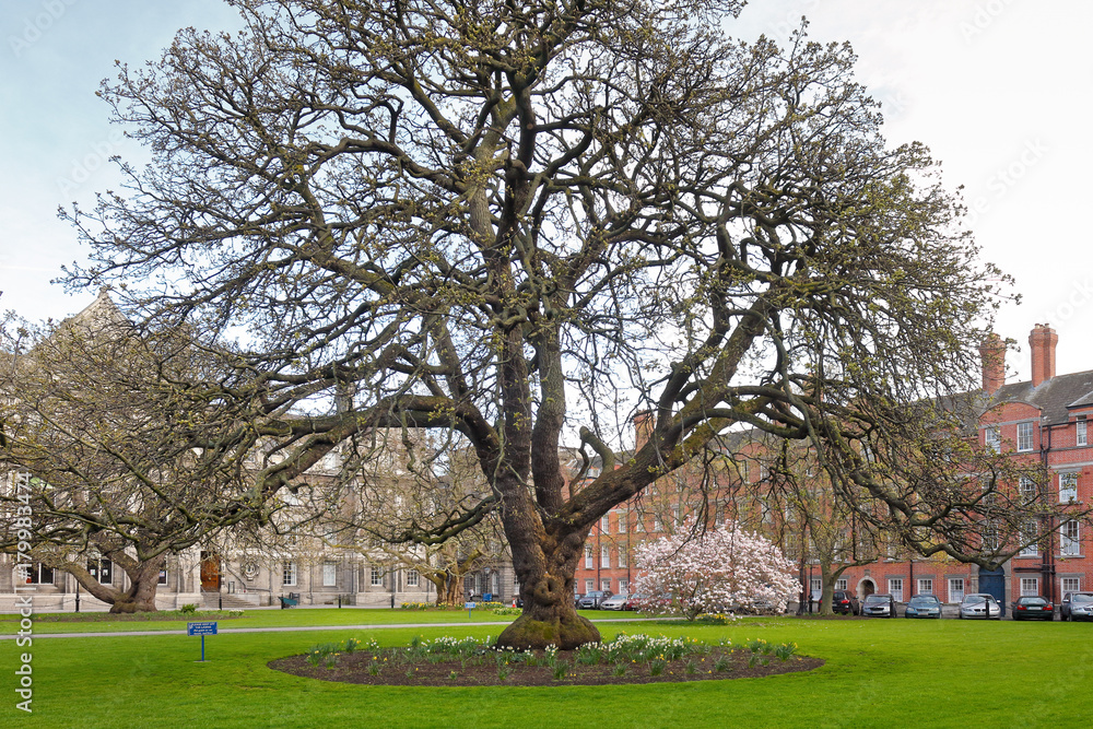 Obraz premium Trinity college Dublin