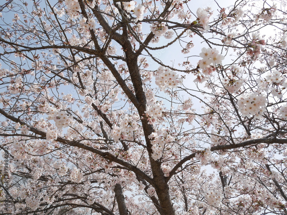 桜 桜