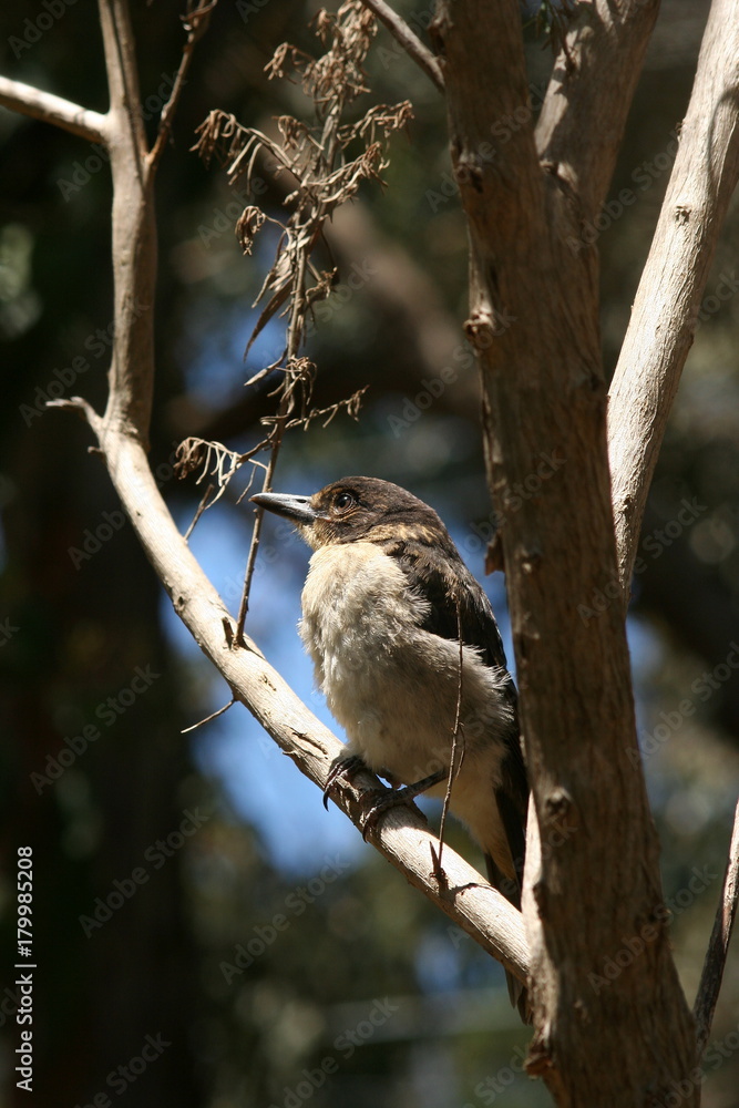 Fototapeta premium Butcher Bird (cracticus torquatus) fledgling