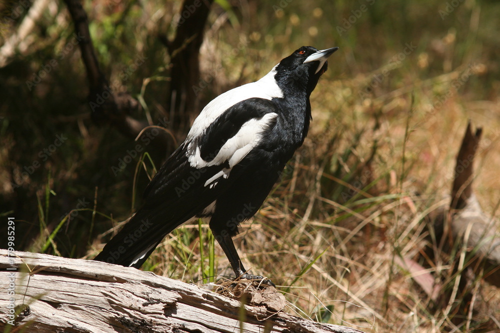 Fototapeta premium Australian Magpie 'Cracticus tibicen'