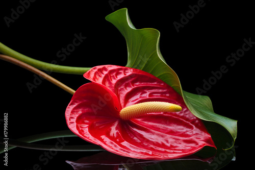 Fototapeta Naklejka Na Ścianę i Meble -  Red Anthurium.