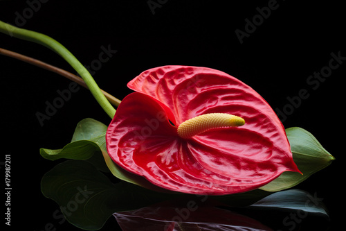 Fototapeta Naklejka Na Ścianę i Meble -  Red Anthurium.