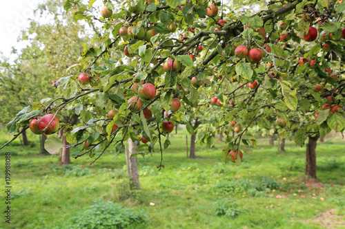 Apfelbaum in Plantage