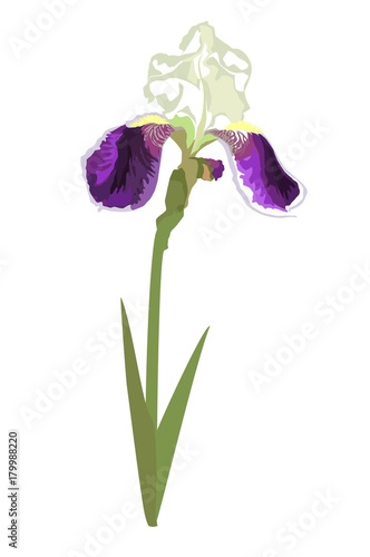 Fototapeta Naklejka Na Ścianę i Meble -  Closeup hand drawn lilac iris flower profile. Vector illustration isolated on white background for wedding invitation, greeting bouquet and other design