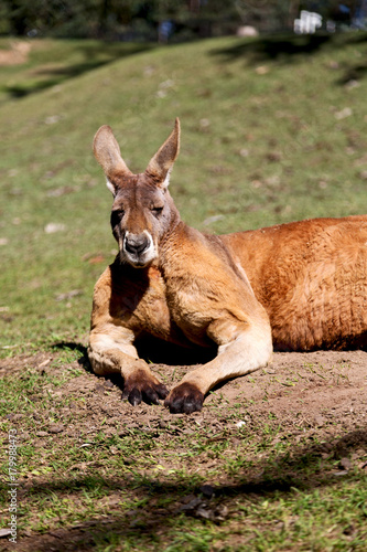 natuarl park close up of  the kangaroo near   bush photo