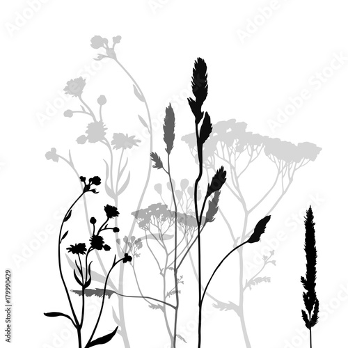Background of meadow plants. Floral silhouette isolated on white.