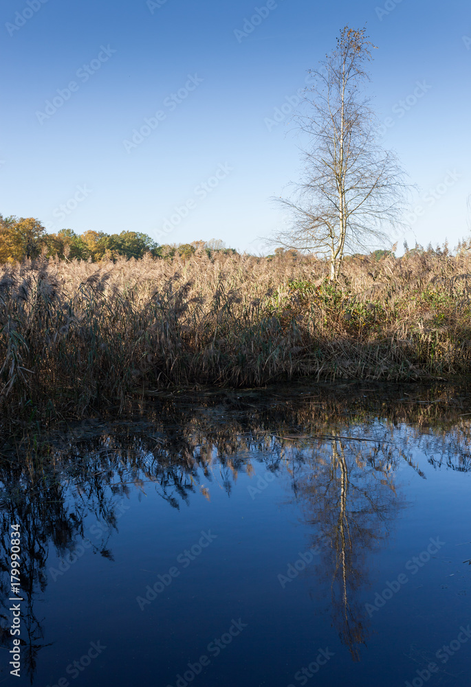 Tree and blue sky reflecting on water surface Tree and blue sky reflecting on water surface