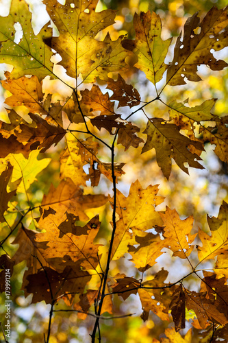 Nahaufnahme Herbstblätter an Zweigen bei Sonnenlicht